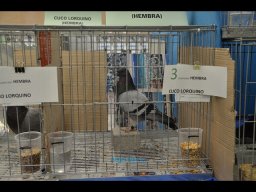 Concurso de Palomas 2012