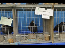 Concurso de Palomas 2012