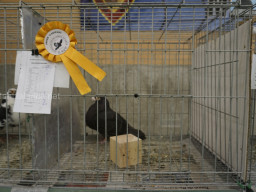 XIV Concurso Exposición de Palomas de Raza en Mula 2024