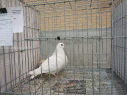 XIV Concurso Exposición de Palomas de Raza en Mula 2024