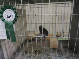 XIV Concurso Exposición de Palomas de Raza en Mula 2024