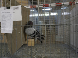 XIV Concurso Exposición de Palomas de Raza en Mula 2024