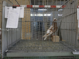 XIV Concurso Exposición de Palomas de Raza en Mula 2024