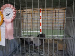 XIV Concurso Exposición de Palomas de Raza en Mula 2024