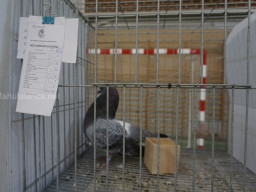 XIV Concurso Exposición de Palomas de Raza en Mula 2024