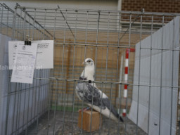 XIV Concurso Exposición de Palomas de Raza en Mula 2024