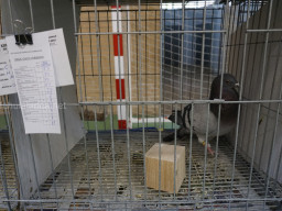 XIV Concurso Exposición de Palomas de Raza en Mula 2024