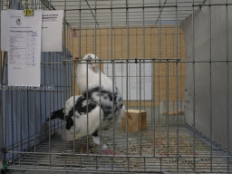 XIV Concurso Exposición de Palomas de Raza en Mula 2024