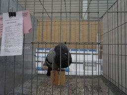 XIV Concurso Exposición de Palomas de Raza en Mula 2024