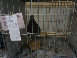 XIV Concurso Exposición de Palomas de Raza en Mula 2024