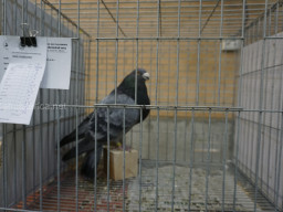 XIV Concurso Exposición de Palomas de Raza en Mula 2024