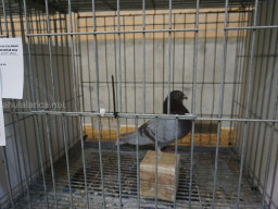 XIV Concurso Exposición de Palomas de Raza en Mula 2024