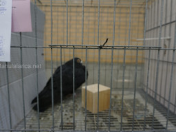 XIV Concurso Exposición de Palomas de Raza en Mula 2024