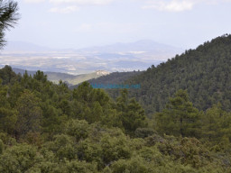 Vertice Selva-Mula