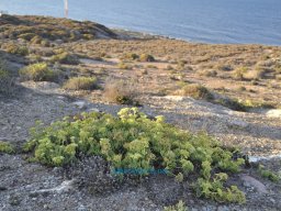 Cabo de Palos 2010