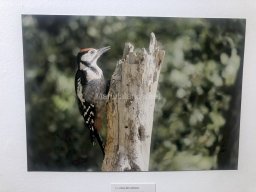 Exposición de aves de la comarca