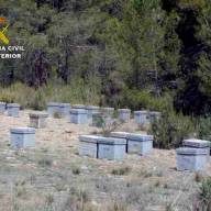 Roban colmenas en tres explotaciones apícolas en Mula, Puerto Lumbreras y Moratalla.